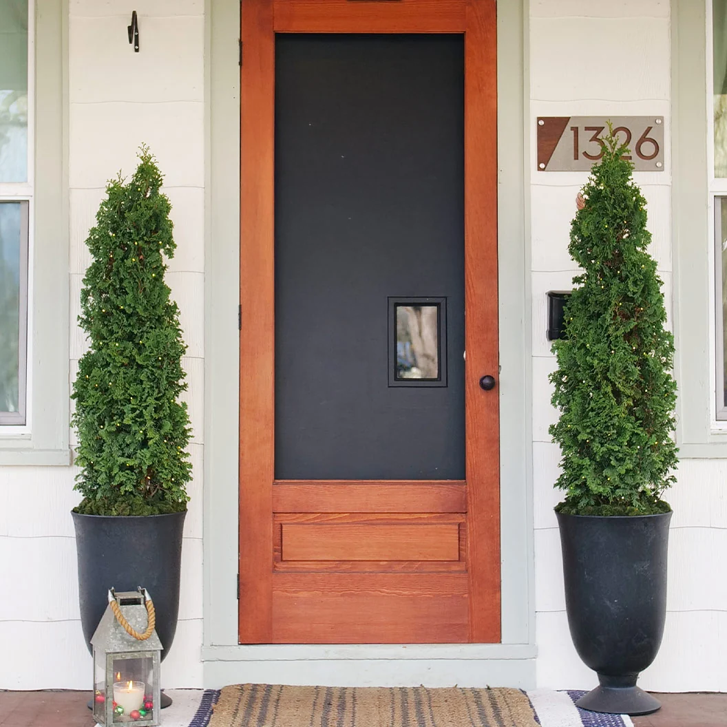 Proven Winners® Sting® Arborvitae Tree