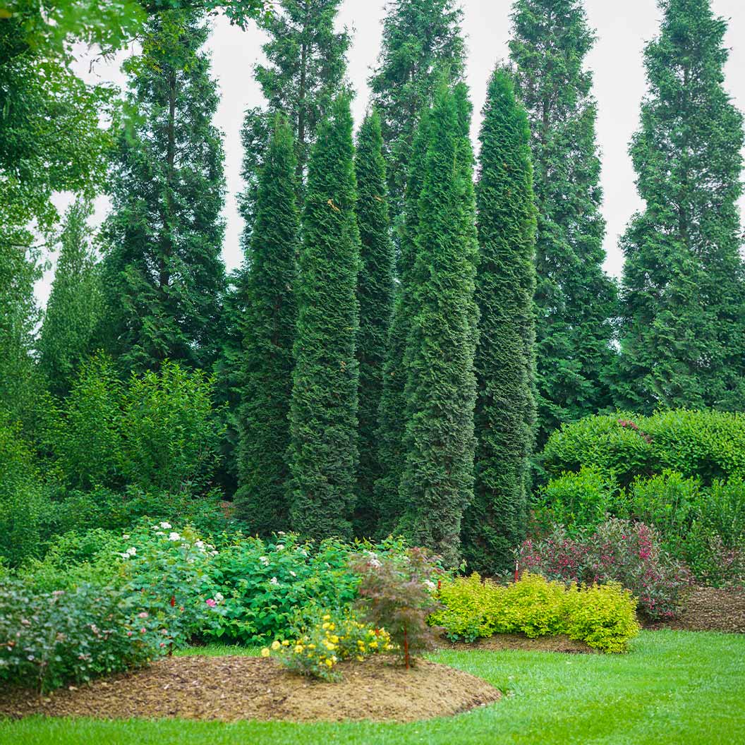 Full Speed A Hedge Thin Man Arborvitae Tree 2 Full Speed A Hedge Thin Man Arborvitae Tree