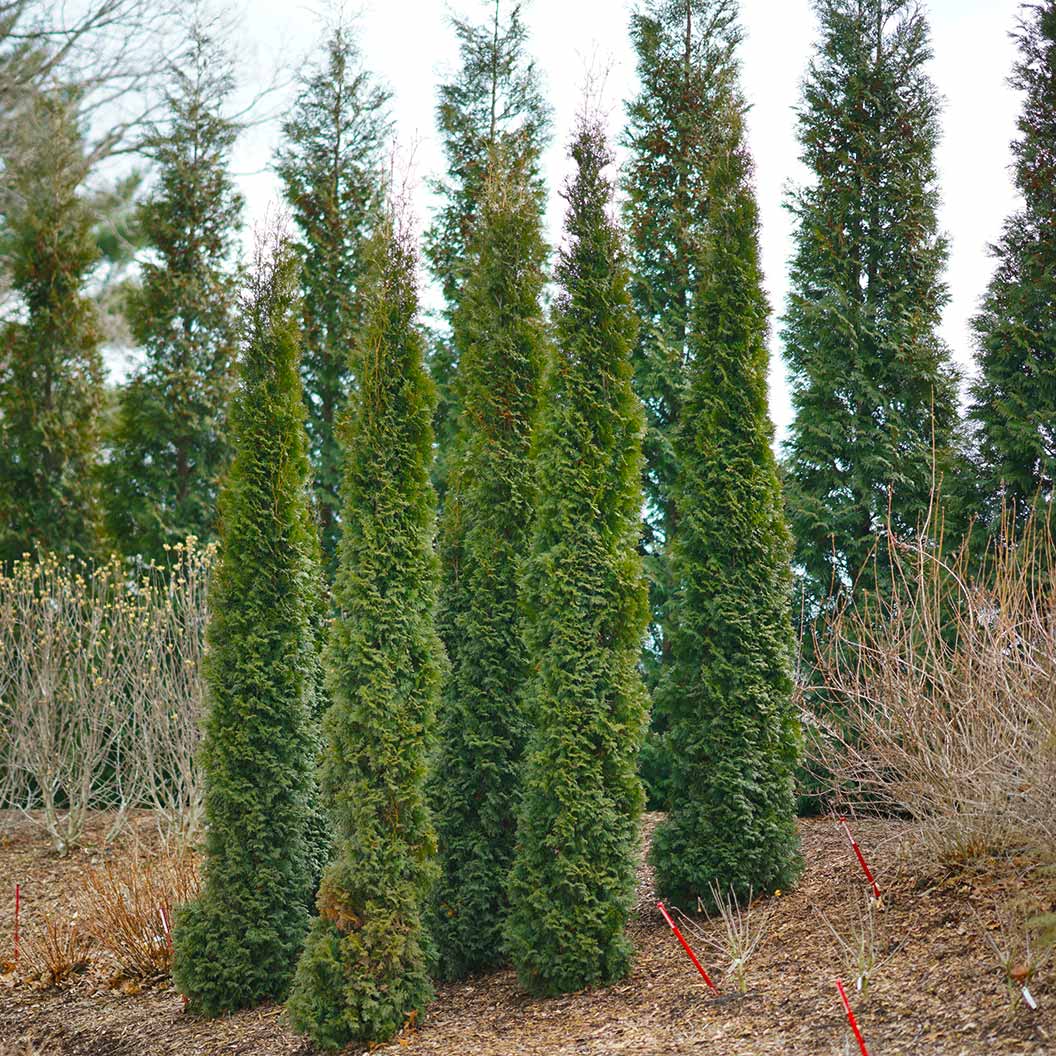 Full Speed A Hedge Thin Man Arborvitae Tree 3 Full Speed A Hedge Thin Man Arborvitae Tree