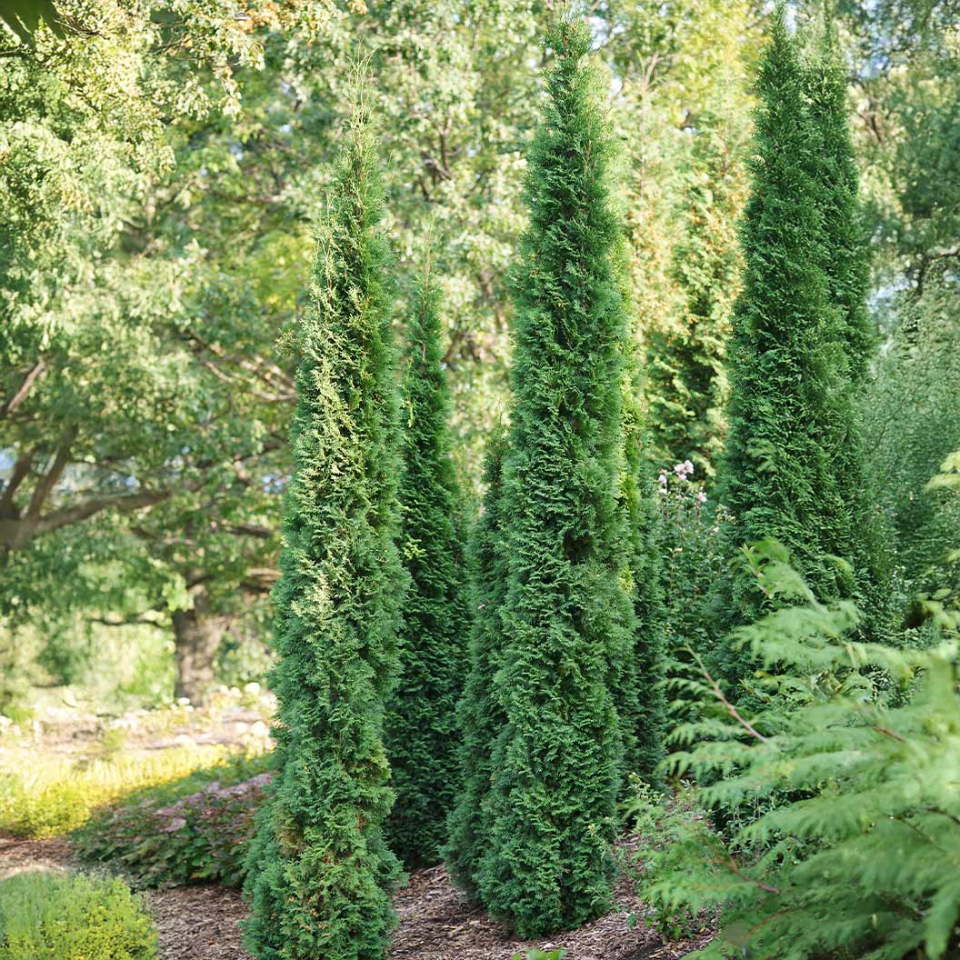 Full Speed A Hedge Thin Man Arborvitae Tree 4 Full Speed A Hedge Thin Man Arborvitae Tree