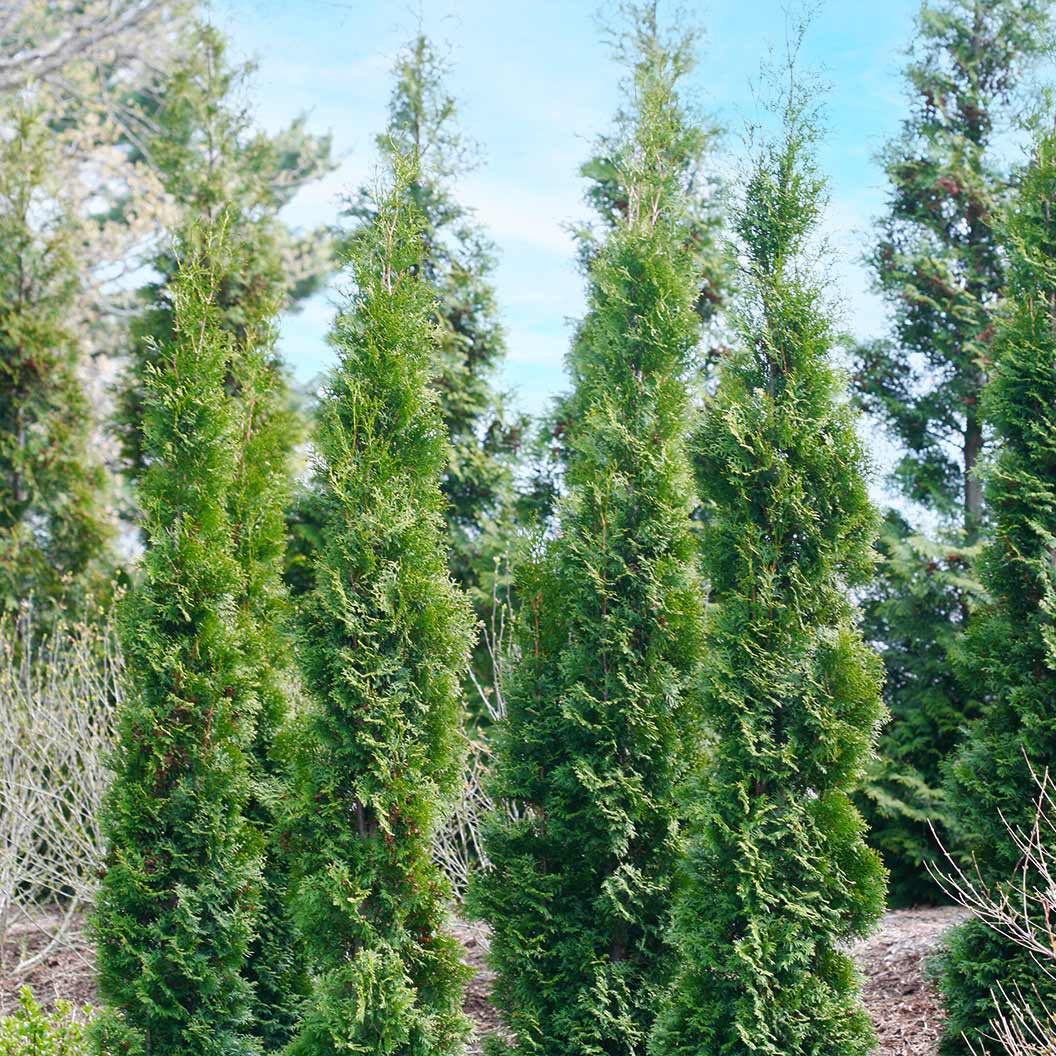 Full Speed A Hedge Thin Man Arborvitae Tree 5 Full Speed A Hedge Thin Man Arborvitae Tree