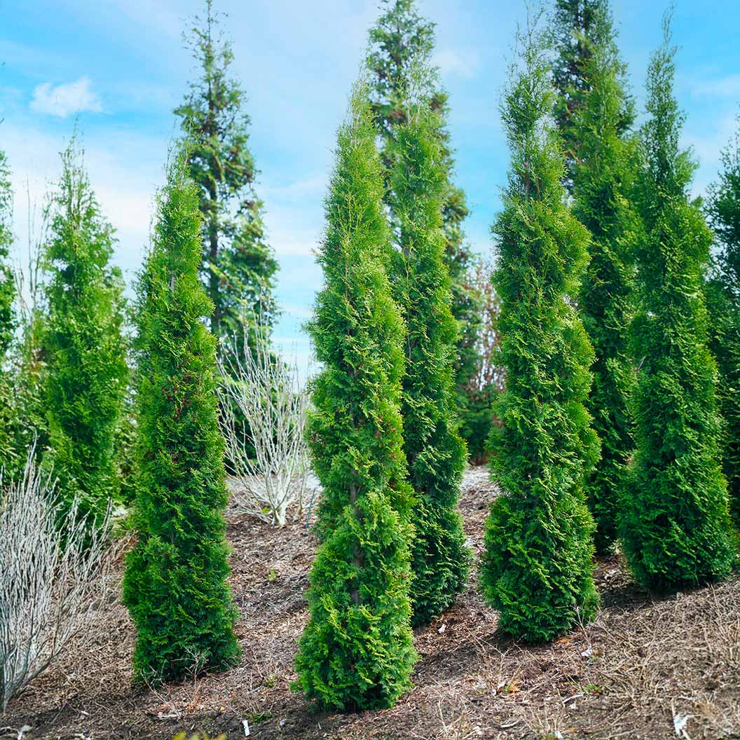 Full Speed A Hedge Thin Man Arborvitae Tree 6 Full Speed A Hedge Thin Man Arborvitae Tree