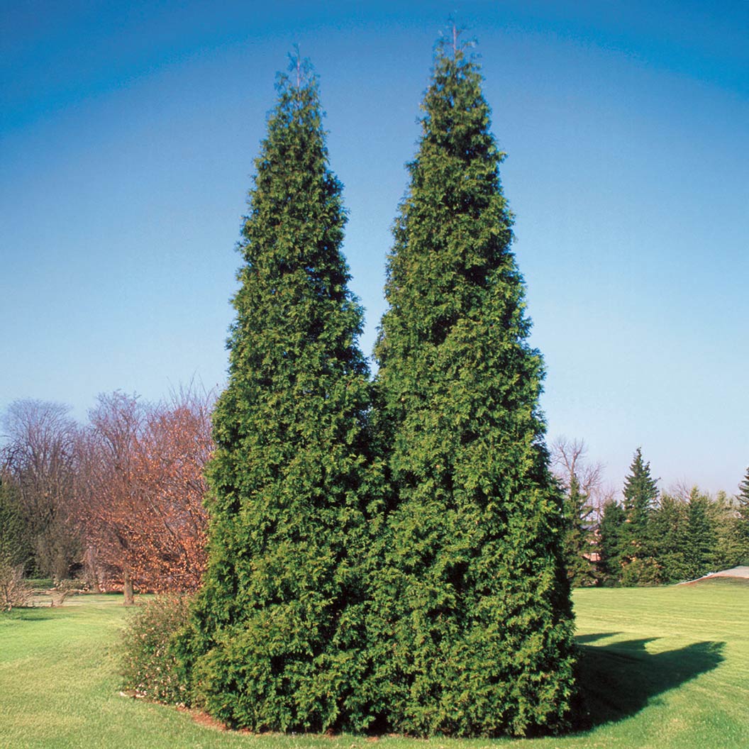 Proven Winners® Spring Grove Western Arborvitae Tree