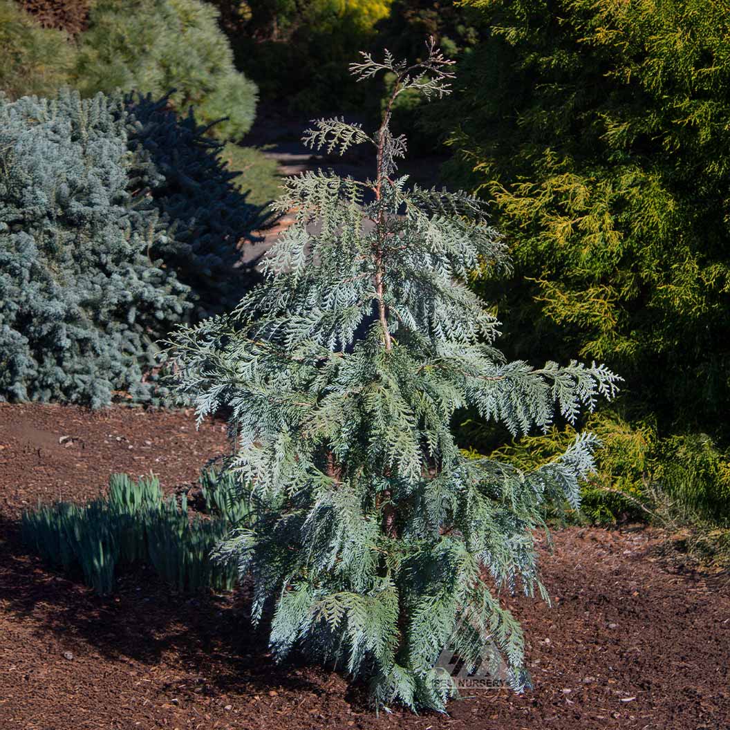 Blue Korean Arborvitae Tree