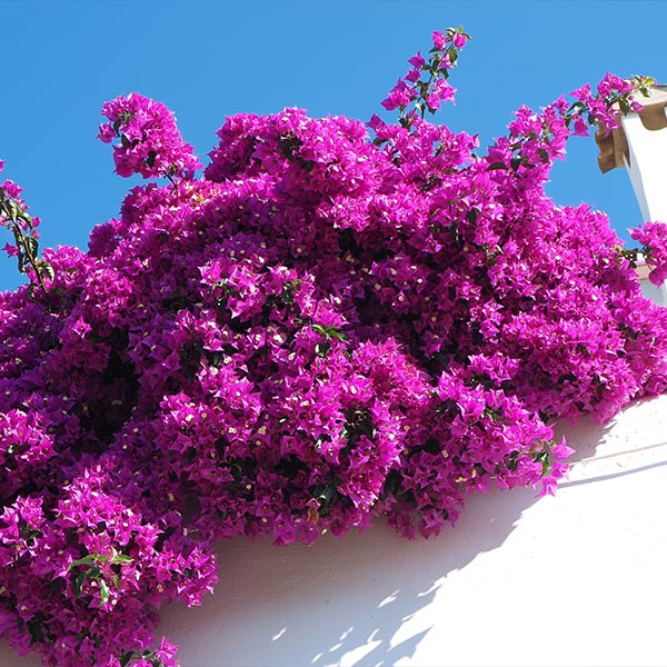 Majestic Purple Bougainvillea Shrub 1 Majestic Purple Bougainvillea Shrub