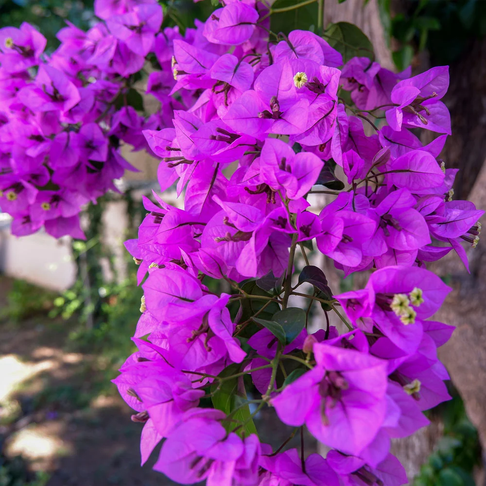 Majestic Purple Bougainvillea Shrub 3 Majestic Purple Bougainvillea Shrub