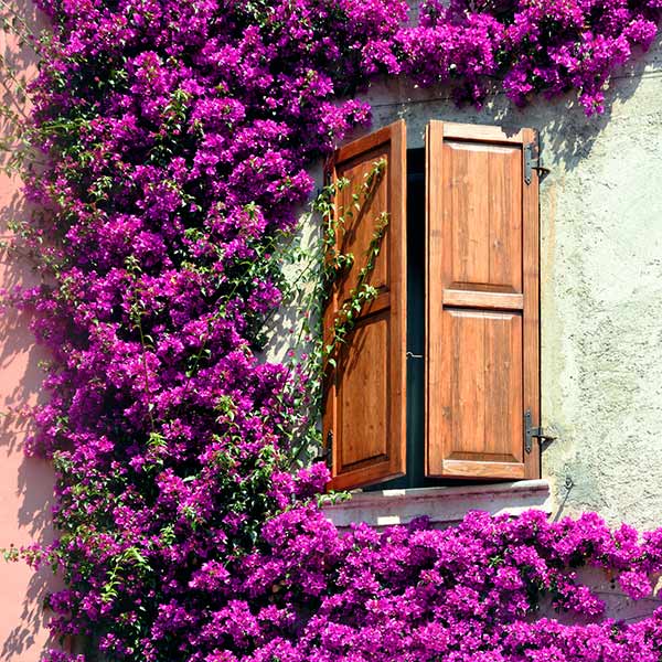 Alexandra Bougainvillea Shrub