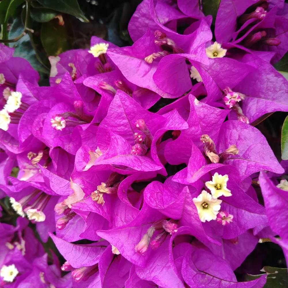 Alexandra Bougainvillea Shrub 3 Alexandra Bougainvillea Shrub