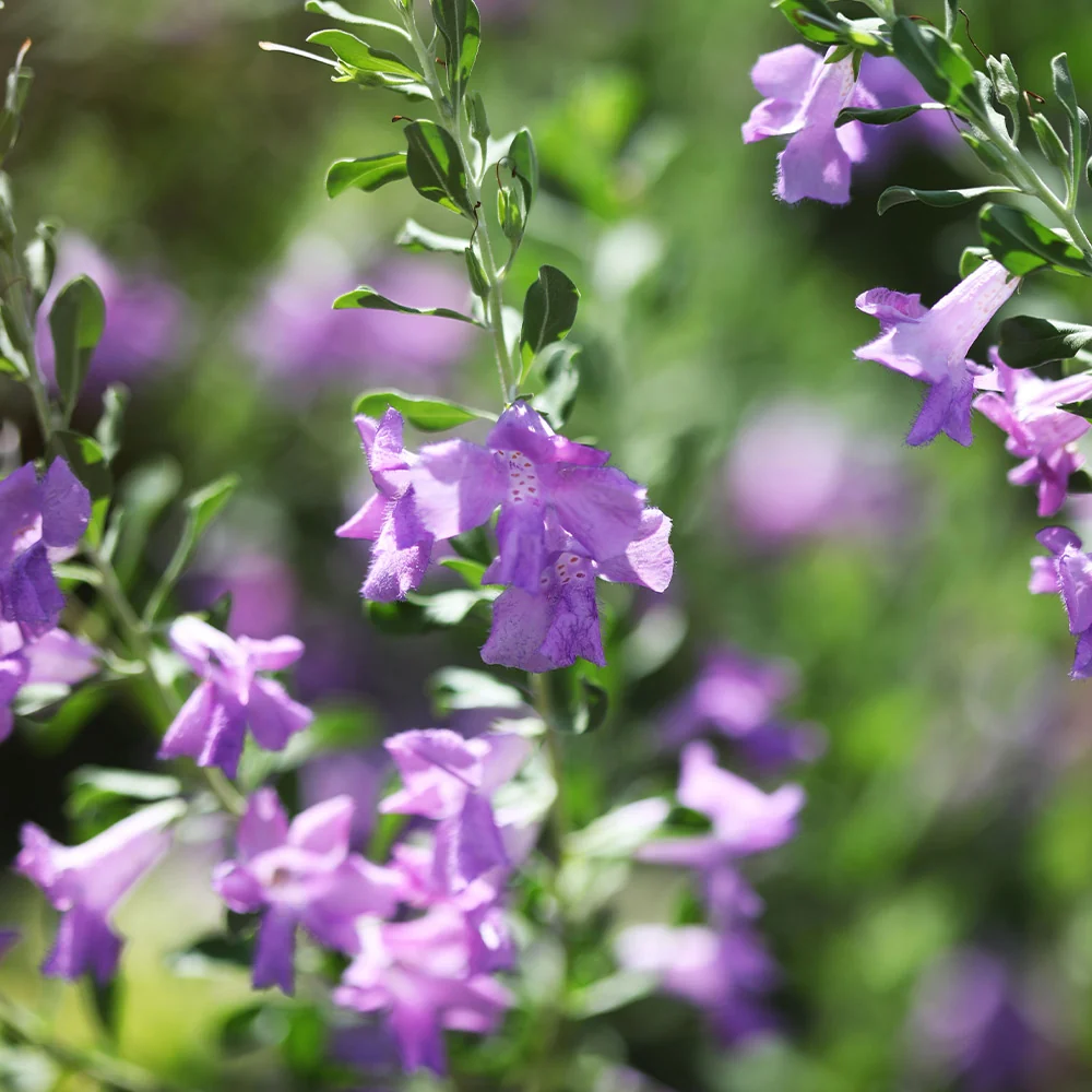 San Antonio Rose Texas Sage Plant 2 San Antonio Rose Texas Sage Plant