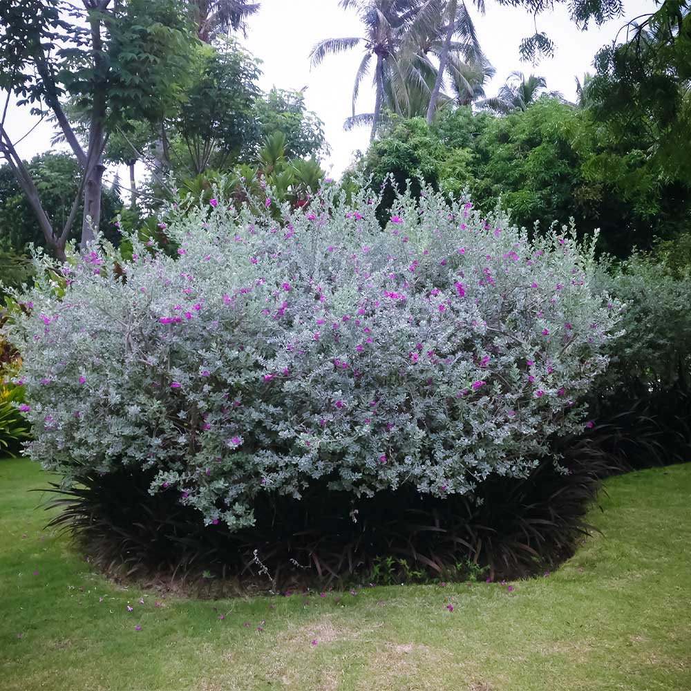 San Antonio Rose Texas Sage Plant 3 San Antonio Rose Texas Sage Plant
