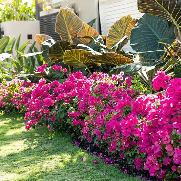 La Jolla Bougainvillea Shrub