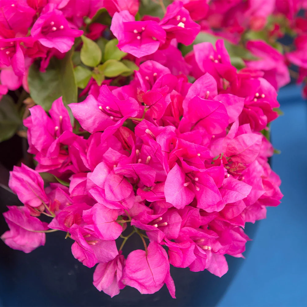 La Jolla Bougainvillea Shrub 3 La Jolla Bougainvillea Shrub