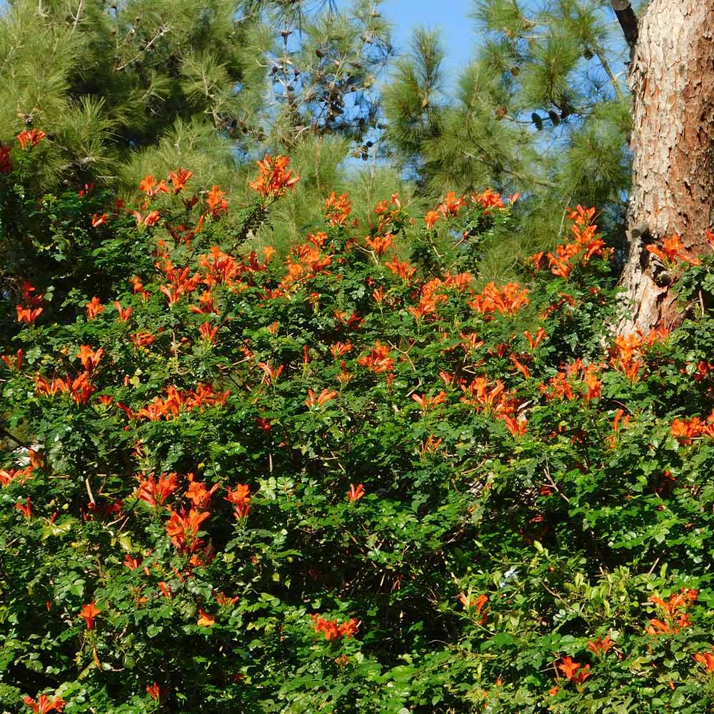 Cape Honeysuckle Vine 3 Cape Honeysuckle Vine