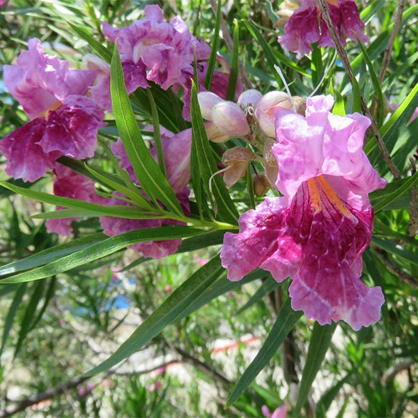 Bubba Jones Desert Willow Tree
