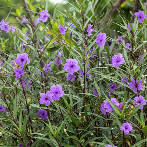 Mexican Petunia Shrub