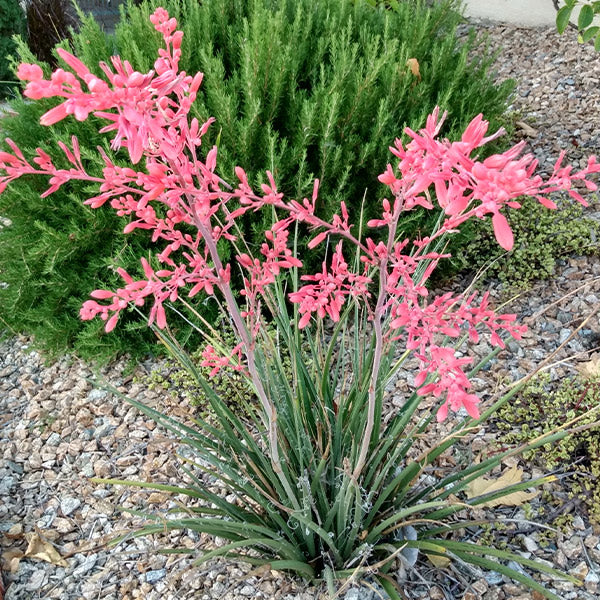 Red Yucca Little Giant Shrub