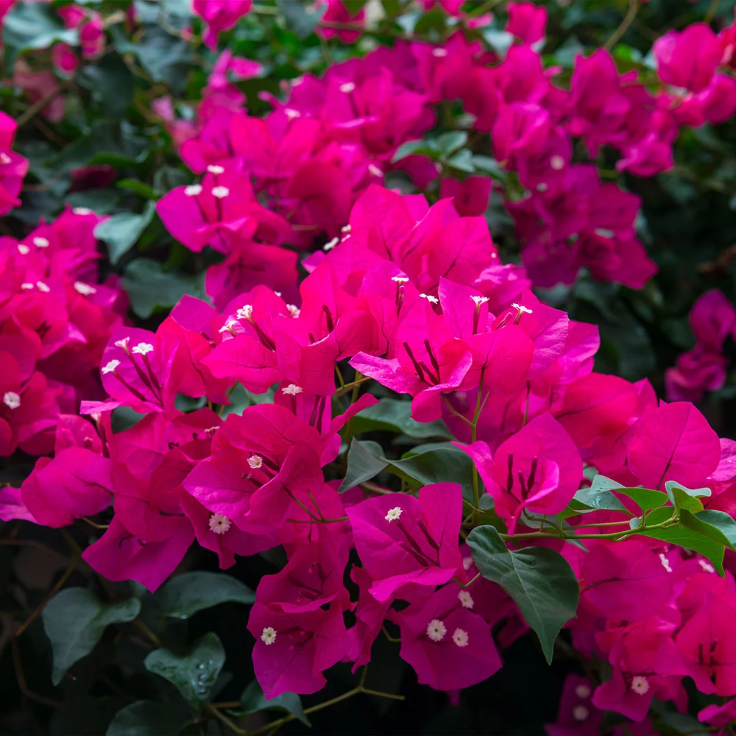 Oh My My Bougainvillea Shrub