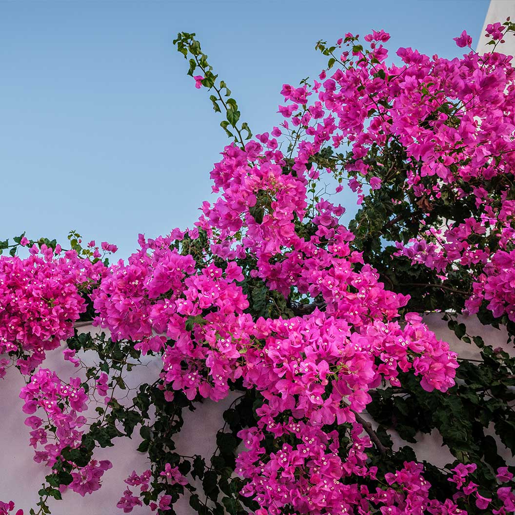 Oh My My Bougainvillea Shrub 3 Oh My My Bougainvillea Shrub