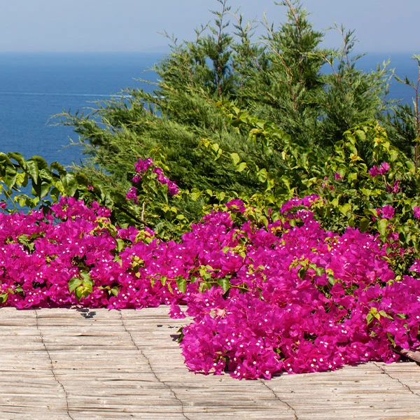 Pink Pixie Bougainvillea Shrub
