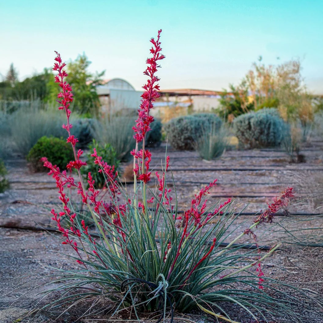 Dwarf Red Yucca Stoplights Plant