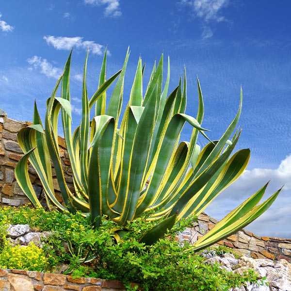 Variegated Century Plant 1 Variegated Century Plant