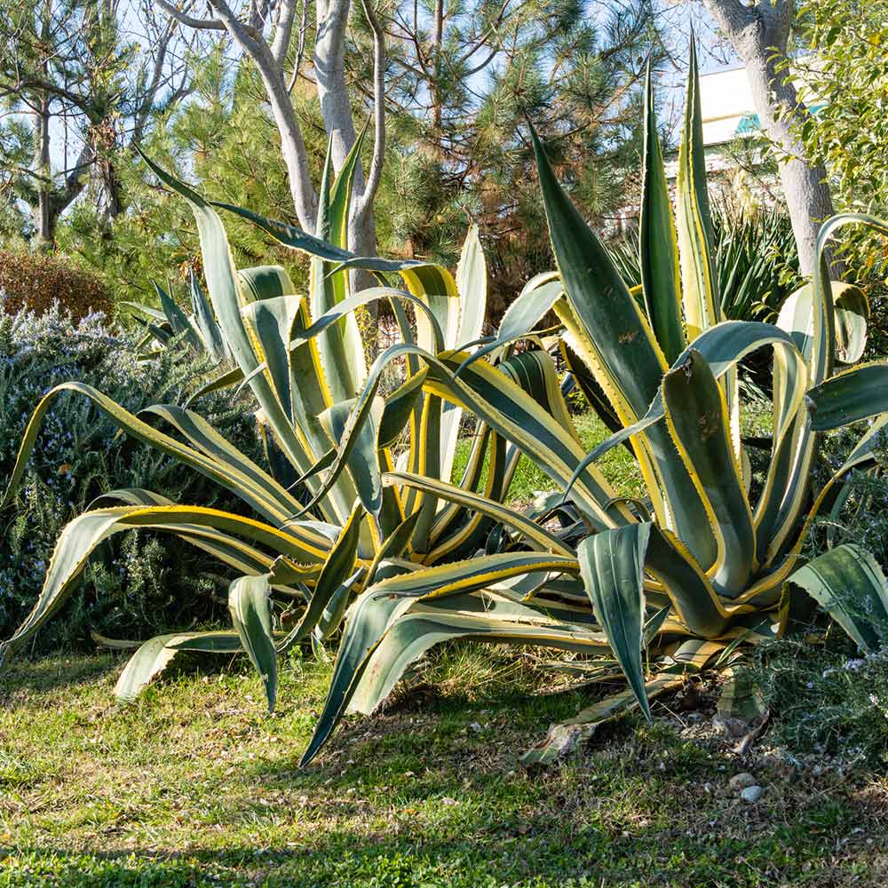 Variegated Century Plant 3 Variegated Century Plant