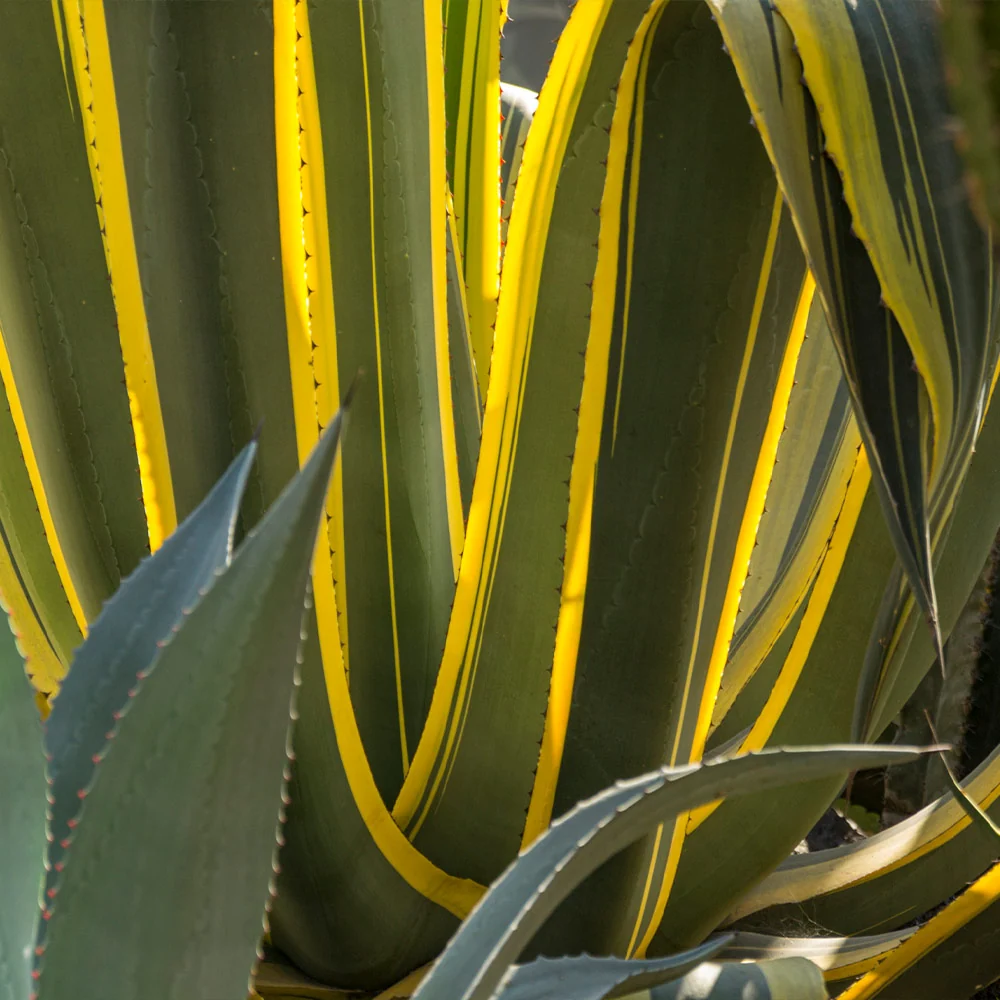 Variegated Century Plant 4 Variegated Century Plant