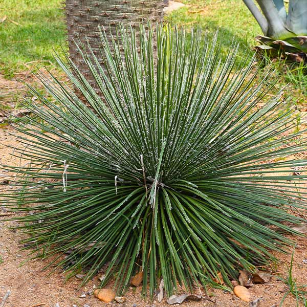 Twin Flower Agave Plant