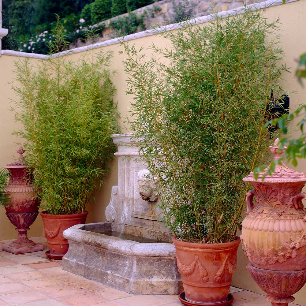 Golden Bamboo Plant
