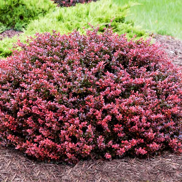 Crimson Pygmy Barberry Shrub 2 Crimson Pygmy Barberry Shrub