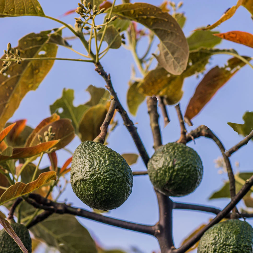 Gem Avocado Tree 2 Gem Avocado Tree