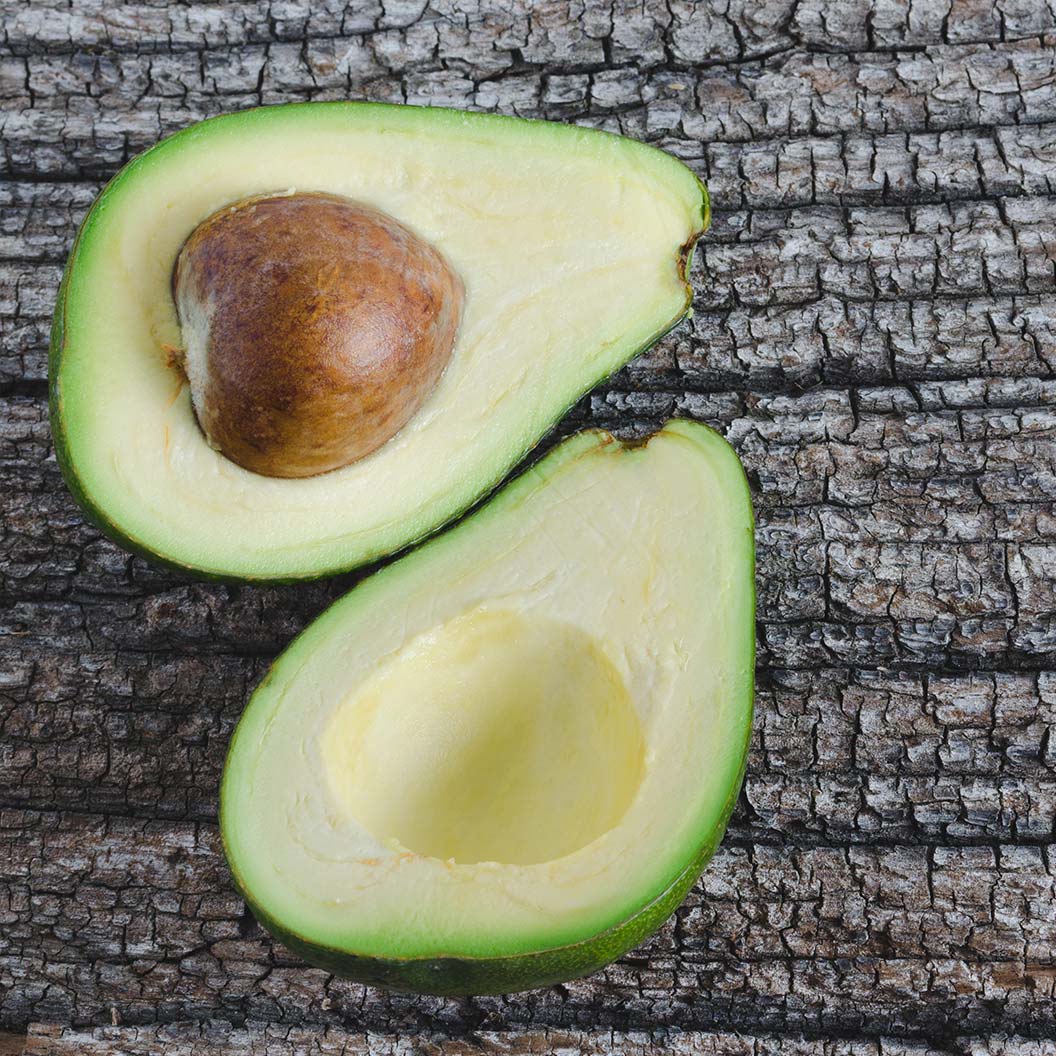 Gem Avocado Tree 3 Gem Avocado Tree