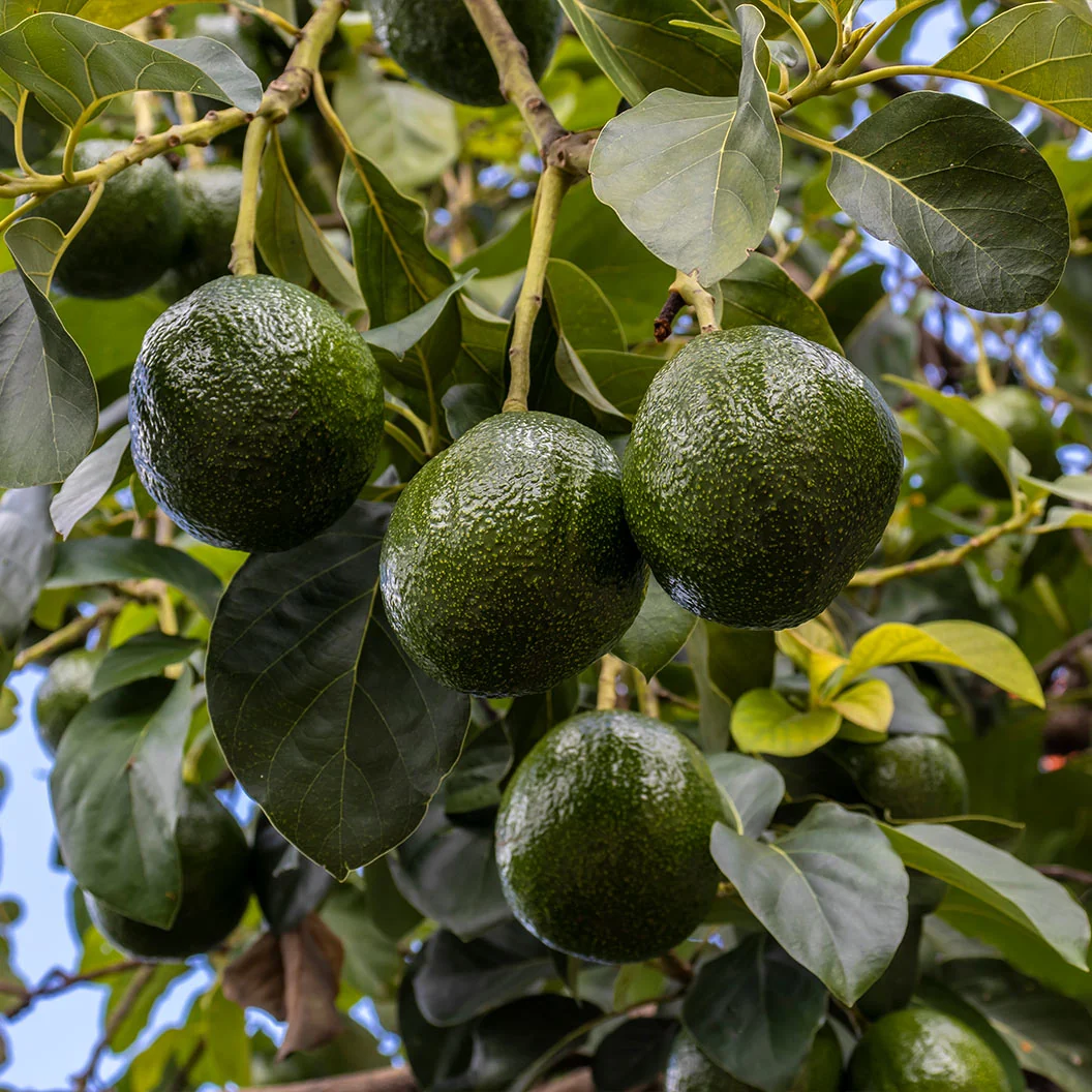 Stewart Avocado Tree 1 Stewart Avocado Tree