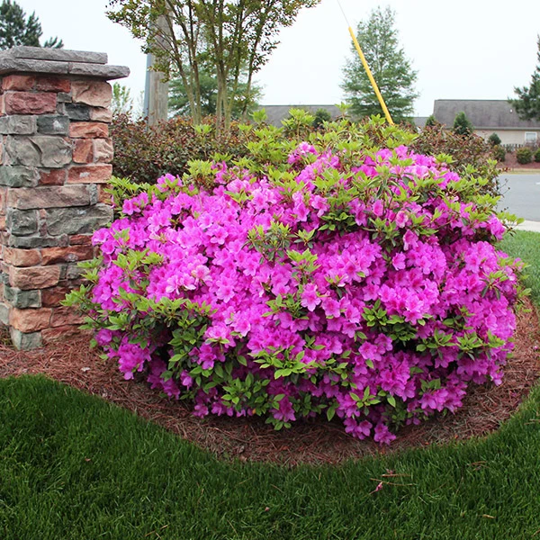 Autumn Royalty® Encore® Azalea Shrub