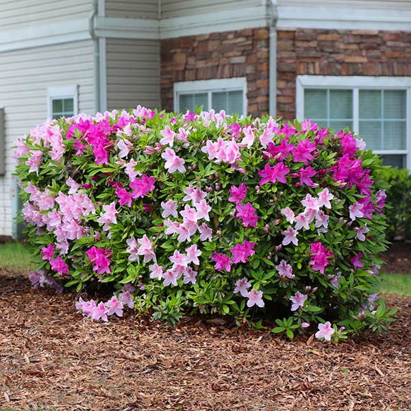 Conversation Piece Azalea Shrub