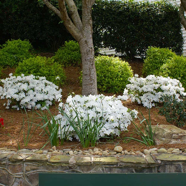 Autumn Angel® Encore® Azalea Shrub