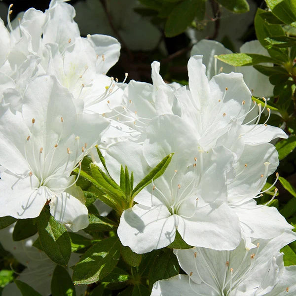 Delaware Valley White Azalea Shrub