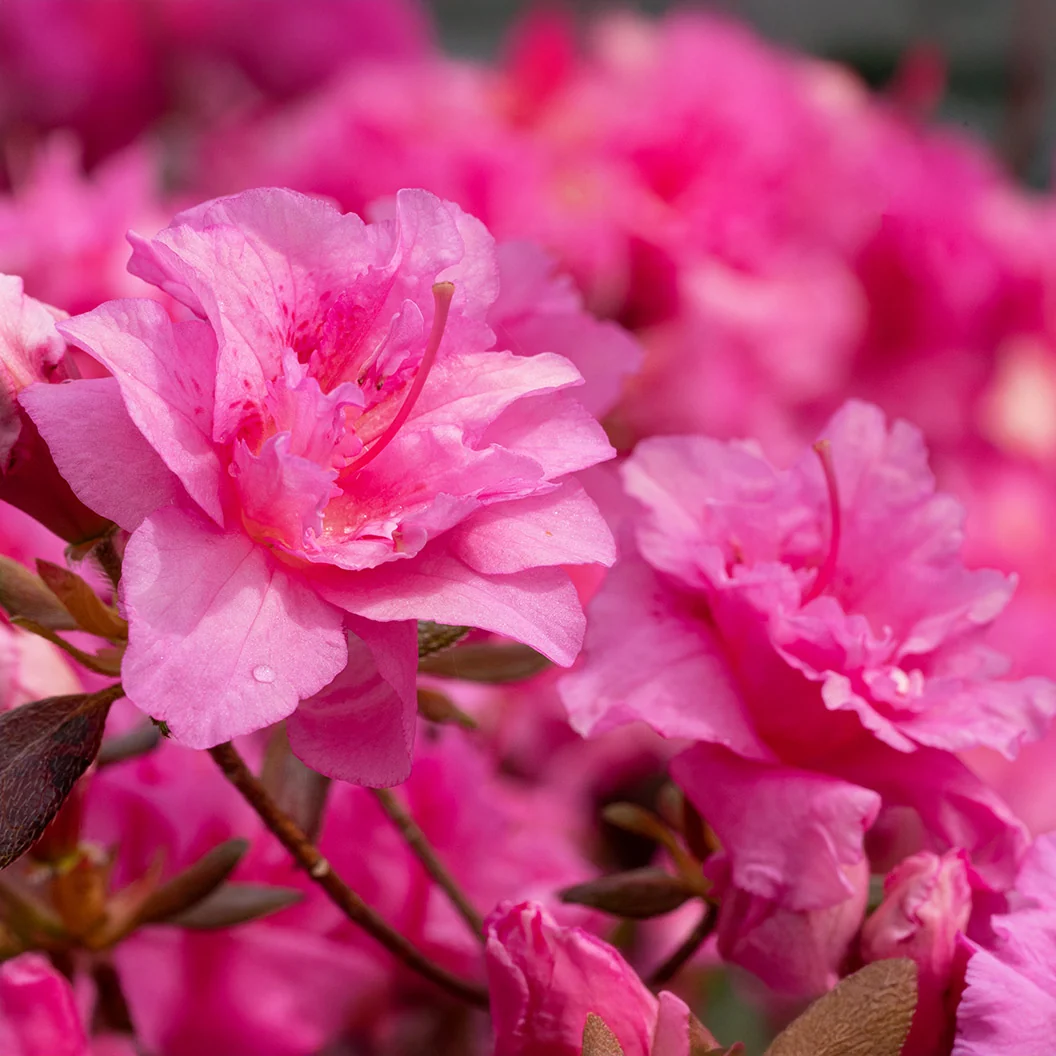 Pink Ruffle Azalea Shrub