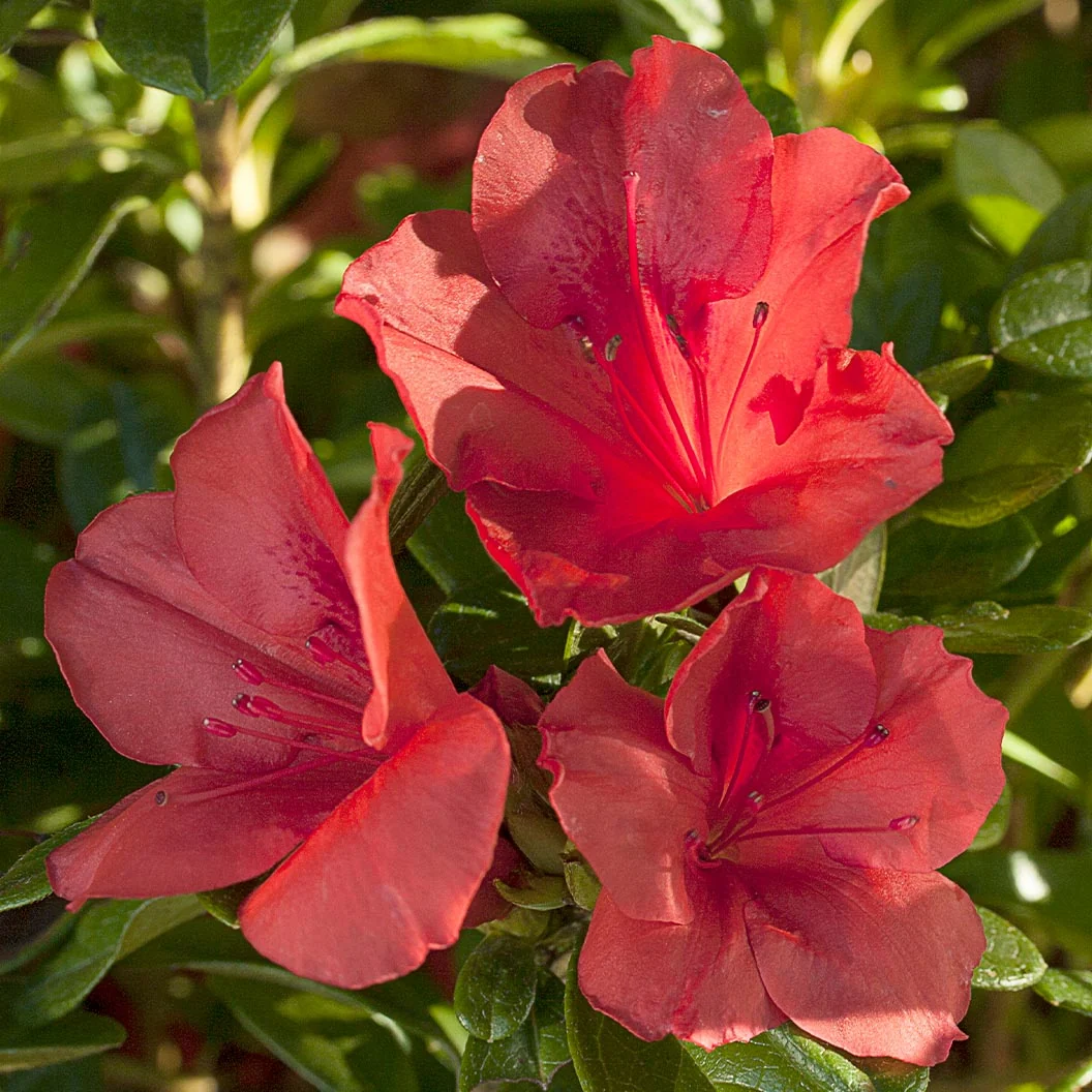 Autumn Sunset® Encore® Azalea Shrub