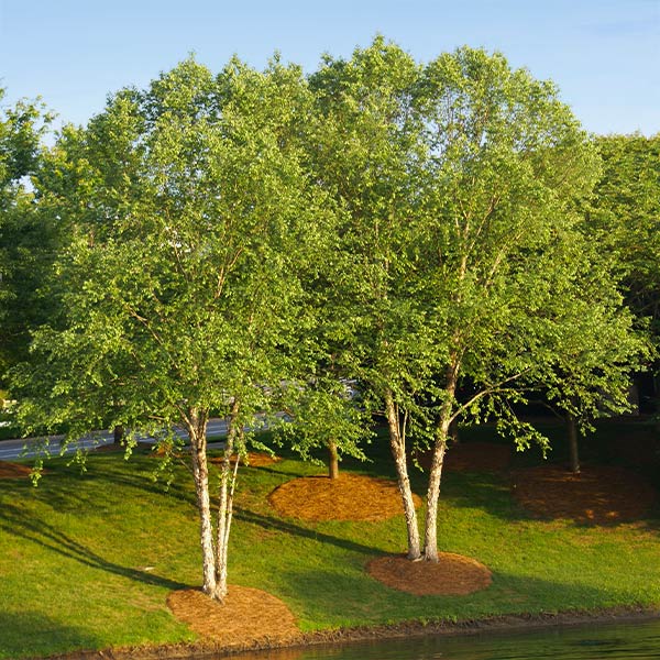 Heritage® River Birch Tree