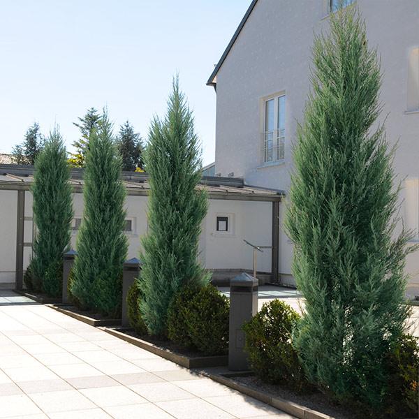 Skyrocket Juniper Tree