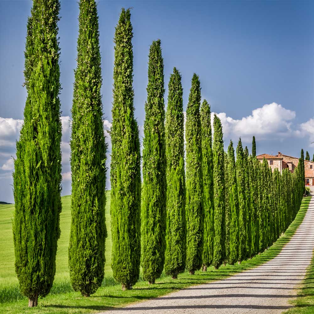 Italian Cypress Tree 3 Italian Cypress Tree