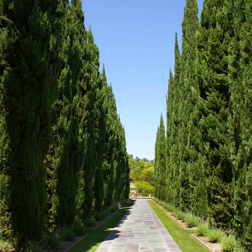 Italian Cypress Tree 4 Italian Cypress Tree