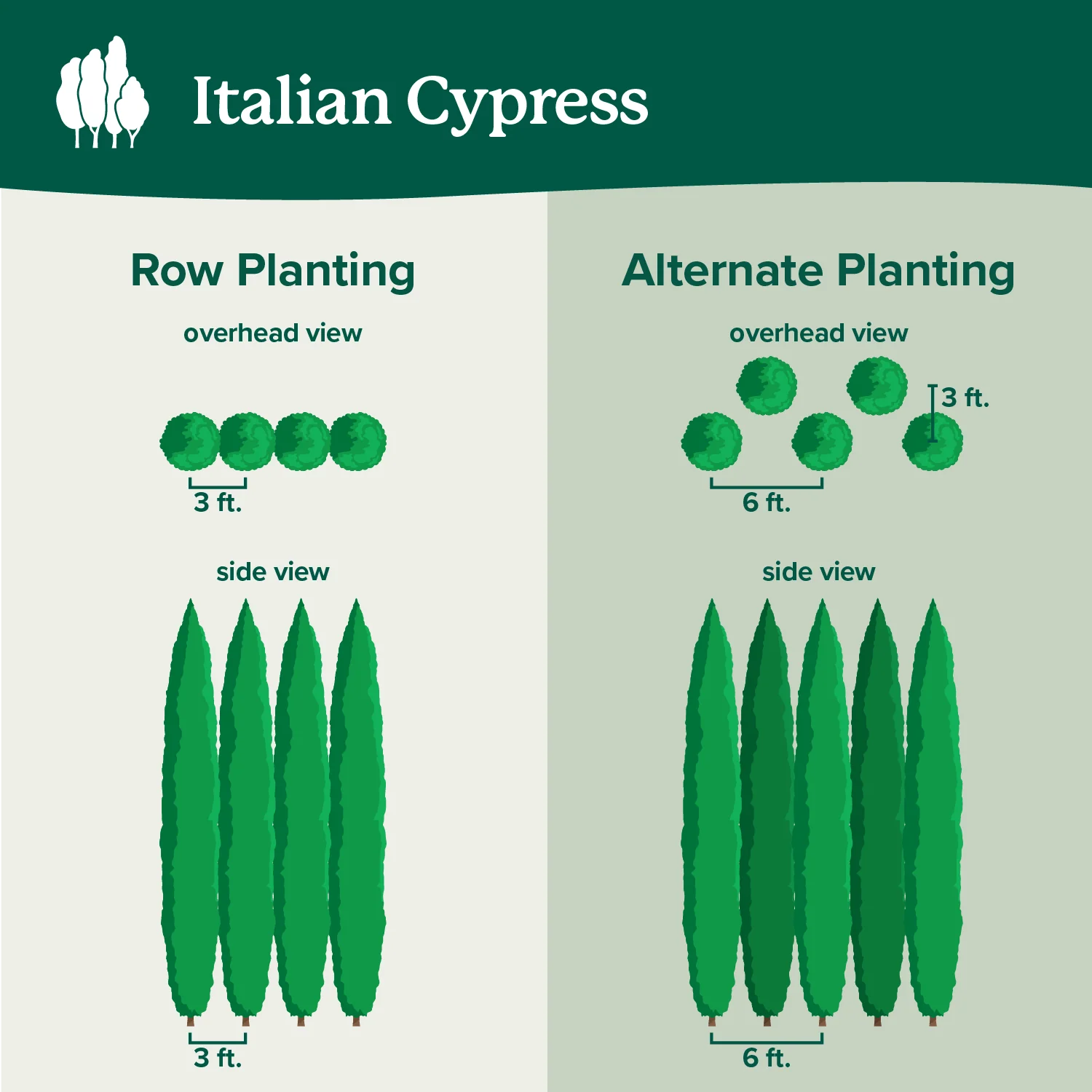 Italian Cypress Tree 7 Italian Cypress Tree