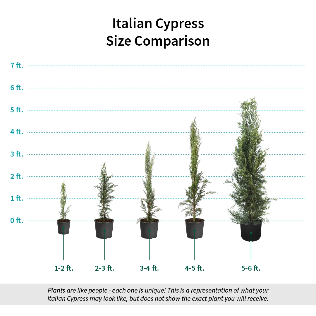 Italian Cypress Tree 8 Italian Cypress Tree