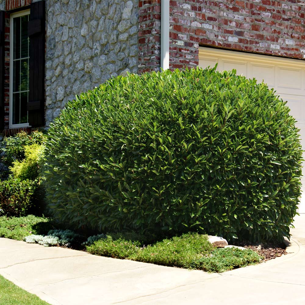 Skip Laurel Shrub 2 Skip Laurel Shrub