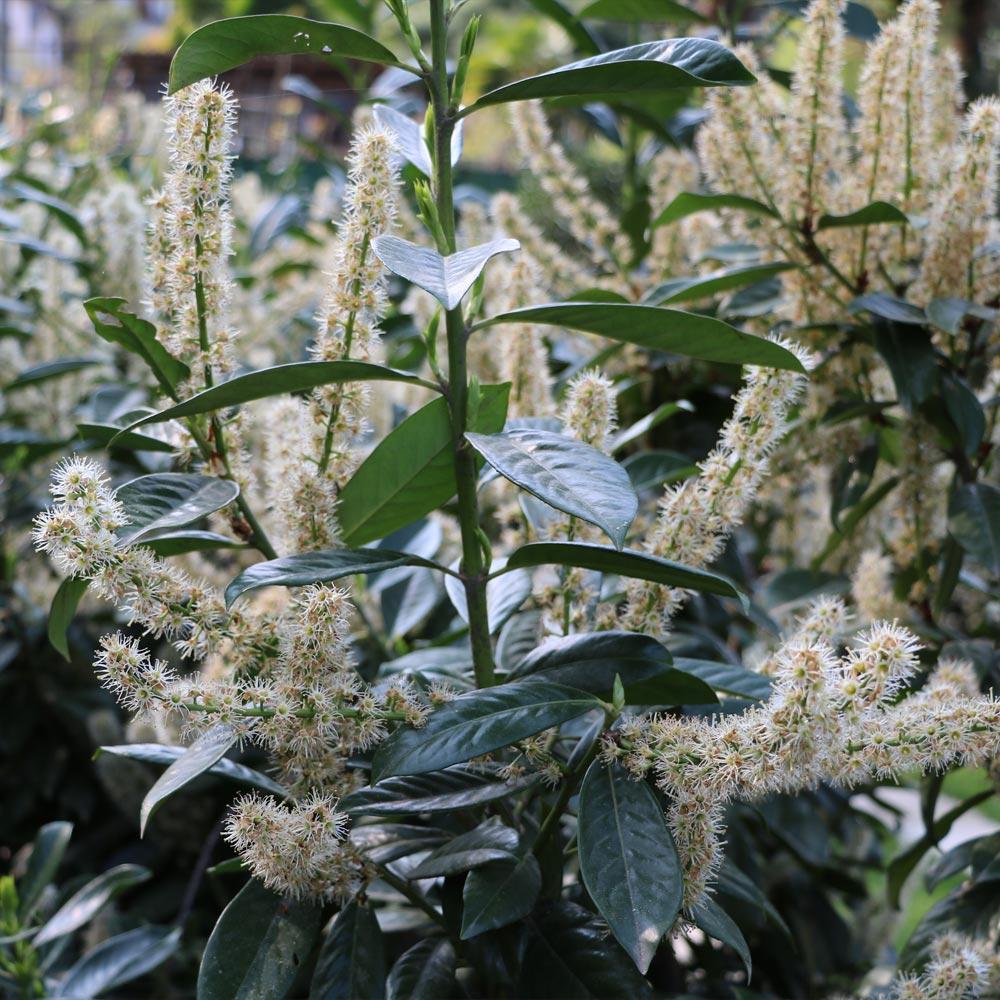 Skip Laurel Shrub 3 Skip Laurel Shrub