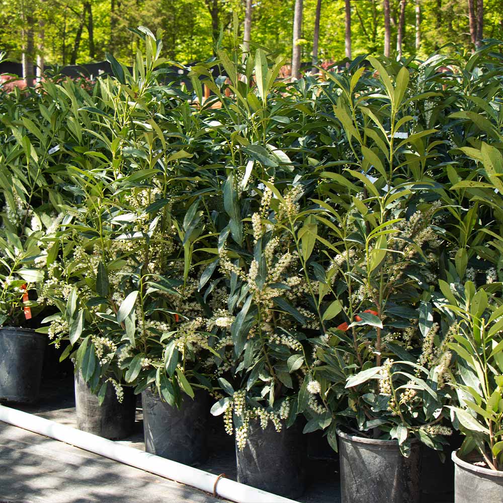 Skip Laurel Shrub 5 Skip Laurel Shrub