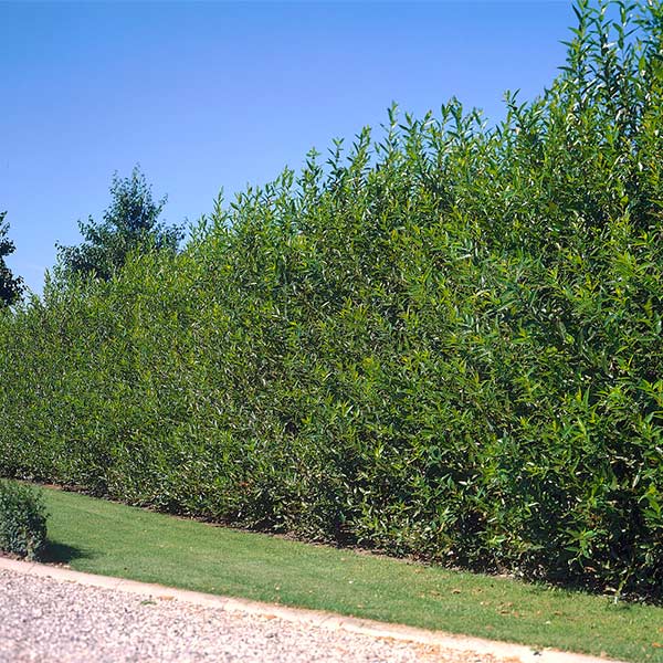 Willow Hybrid Tree 2 Willow Hybrid Tree