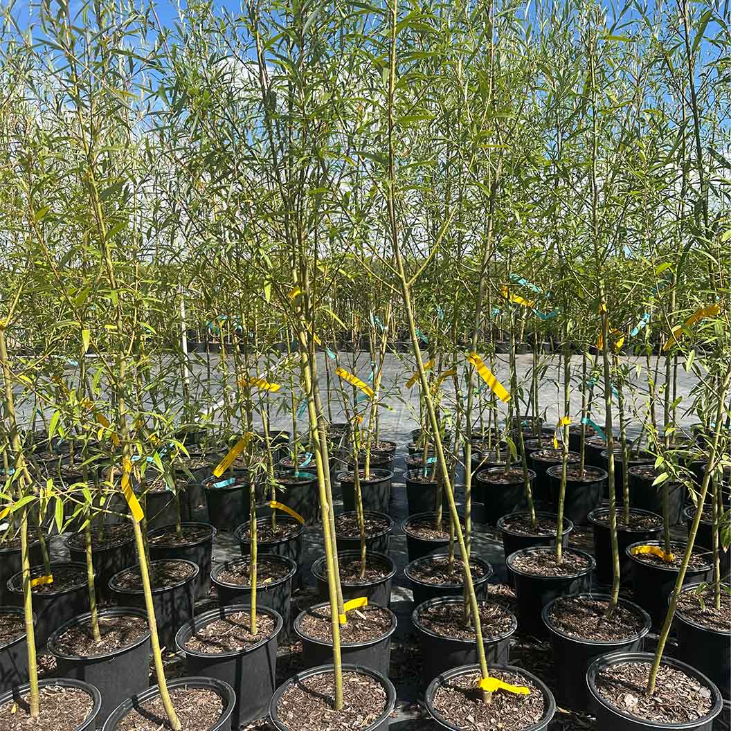 Willow Hybrid Tree 3 Willow Hybrid Tree